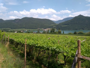 Blick über Weinreben auf den Kalterer See.