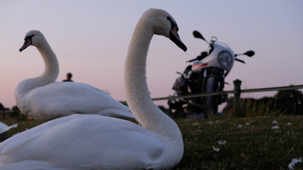 BMW R nineT und Schwan